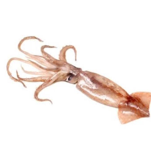 Mực Tươi - 1KG
